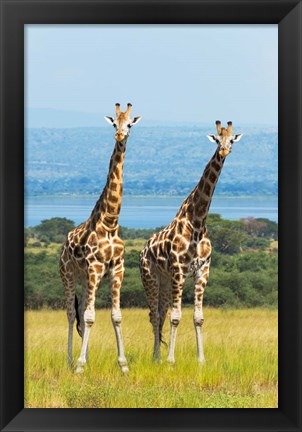 Framed Giraffes on the Savanna, Murchison Falls National park, Uganda Print