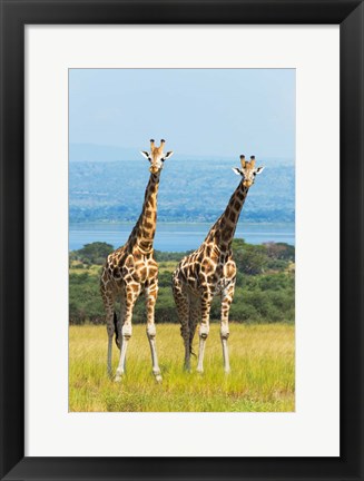 Framed Giraffes on the Savanna, Murchison Falls National park, Uganda Print