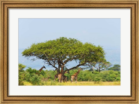 Framed Giraffes Under an Acacia Tree on the Savanna, Uganda Print
