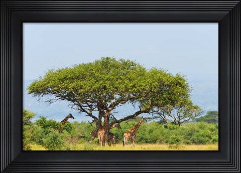 Framed Giraffes Under an Acacia Tree on the Savanna, Uganda Print