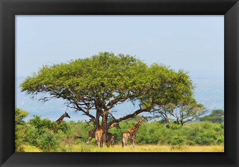 Framed Giraffes Under an Acacia Tree on the Savanna, Uganda Print