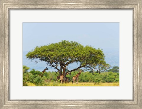 Framed Giraffes Under an Acacia Tree on the Savanna, Uganda Print