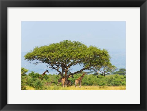 Framed Giraffes Under an Acacia Tree on the Savanna, Uganda Print