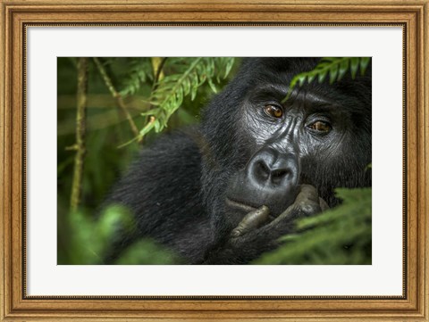 Framed Mountain Gorilla, Bwindi Impenetrable Forest, Uganda Print