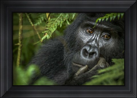 Framed Mountain Gorilla, Bwindi Impenetrable Forest, Uganda Print
