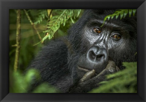 Framed Mountain Gorilla, Bwindi Impenetrable Forest, Uganda Print