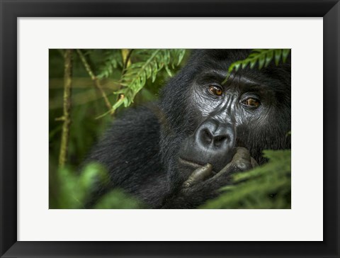 Framed Mountain Gorilla, Bwindi Impenetrable Forest, Uganda Print