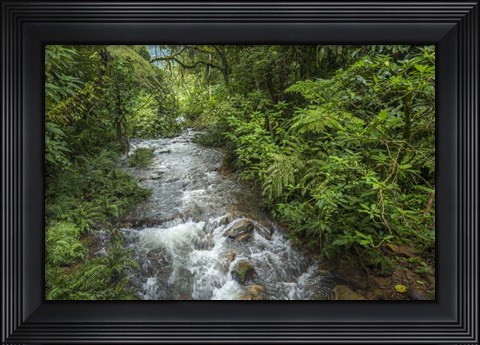 Framed Bwindi Impenetrable Fores,t Uganda Print