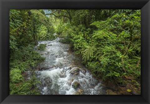 Framed Bwindi Impenetrable Fores,t Uganda Print