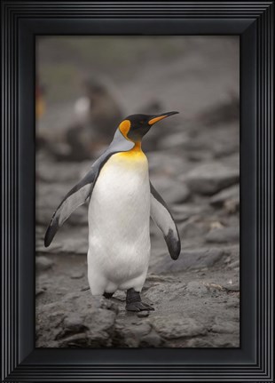 Framed Antarctica, King Penguin Print