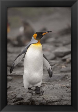 Framed Antarctica, King Penguin Print