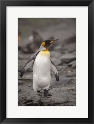 Framed Antarctica, King Penguin Print