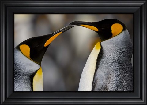 Framed Antarctica, South Georgia, King Penguin Pair Print