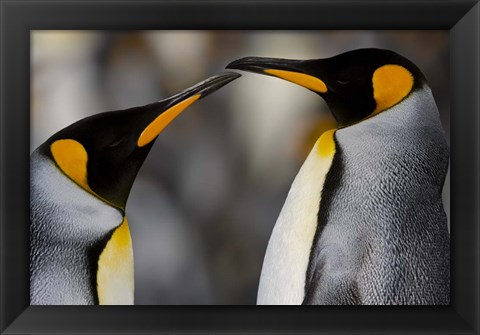 Framed Antarctica, South Georgia, King Penguin Pair Print