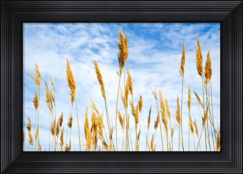 Framed Wheat Blowing in the Wind Print