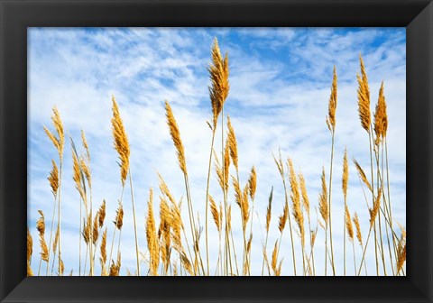 Framed Wheat Blowing in the Wind Print