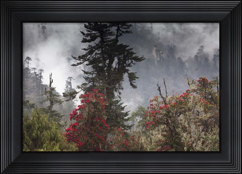 Framed Rhododendron in Bloom, Paro Valley, Bhutan Print