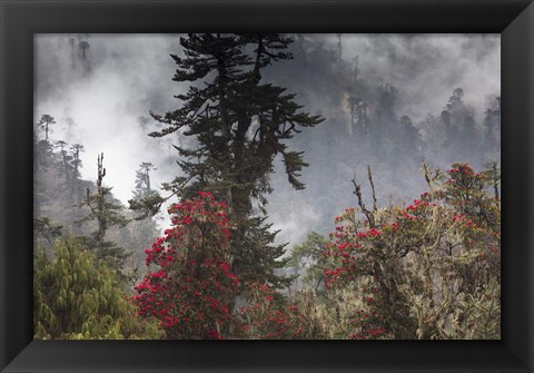 Framed Rhododendron in Bloom, Paro Valley, Bhutan Print