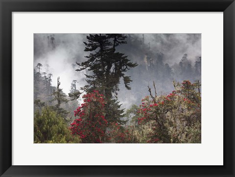 Framed Rhododendron in Bloom, Paro Valley, Bhutan Print