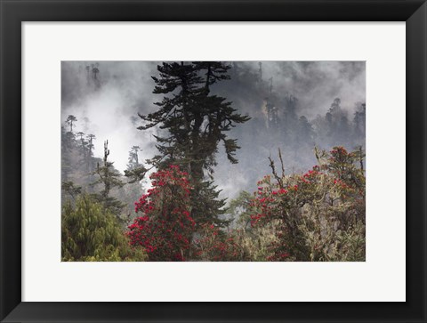 Framed Rhododendron in Bloom, Paro Valley, Bhutan Print