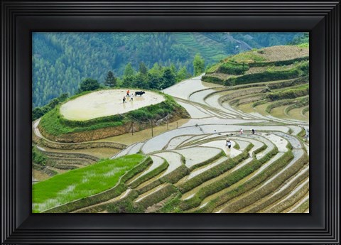 Framed Rice Terrace with Water Buffalo, Longsheng, Guangxi Province, China Print