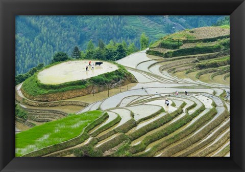 Framed Rice Terrace with Water Buffalo, Longsheng, Guangxi Province, China Print