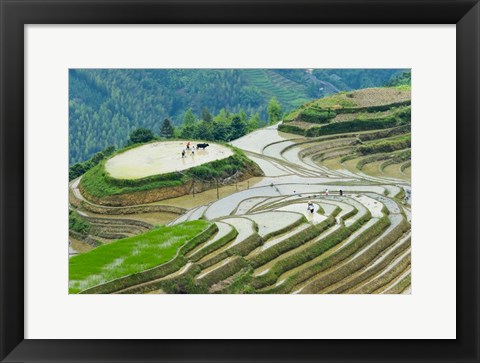 Framed Rice Terrace with Water Buffalo, Longsheng, Guangxi Province, China Print