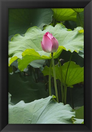 Framed Lotus in a pond, Suzhou, Jiangsu Province, China Print