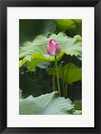 Framed Lotus in a pond, Suzhou, Jiangsu Province, China Print