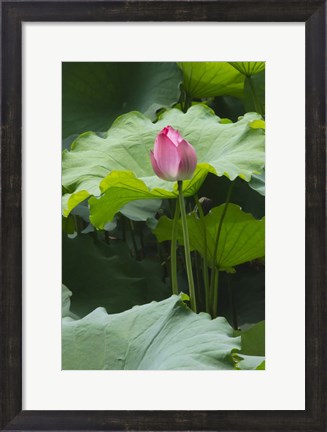 Framed Lotus in a pond, Suzhou, Jiangsu Province, China Print