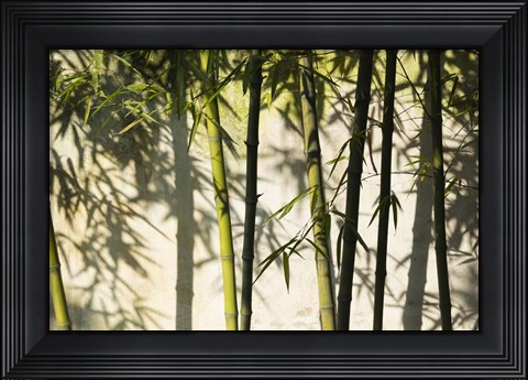 Framed Bamboo Casting Shadows, Suzhou, Jiangsu Province, China Print