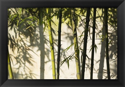 Framed Bamboo Casting Shadows, Suzhou, Jiangsu Province, China Print