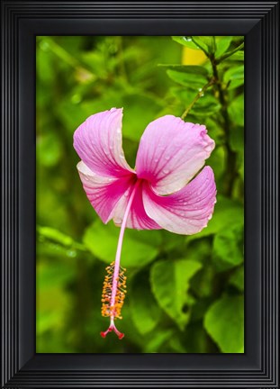 Framed Ranthambore, Rajasthan, India, Hibiscus Flower Print