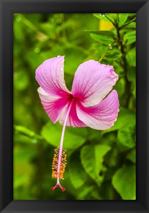 Framed Ranthambore, Rajasthan, India, Hibiscus Flower Print