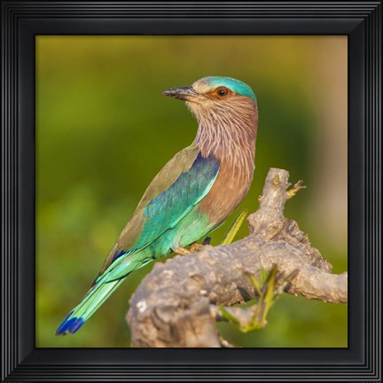 Framed Bandhavgarh Tiger Reserve Print