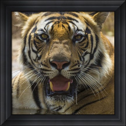 Framed Male Bengal Tiger at Bandhavgarh Tiger Reserve, India Print