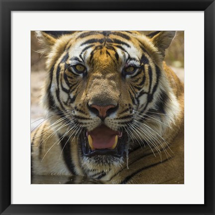 Framed Male Bengal Tiger at Bandhavgarh Tiger Reserve, India Print