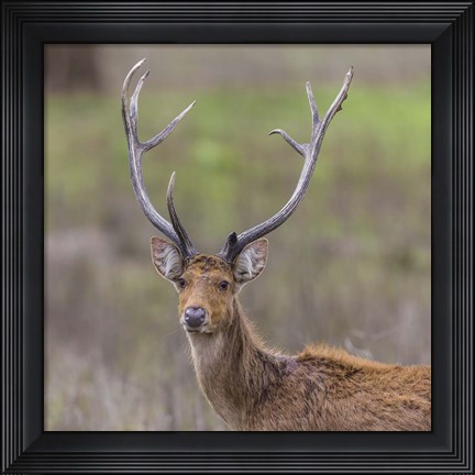 Framed Southern Wwamp Deer at Kanha Tiger reserve, India Print