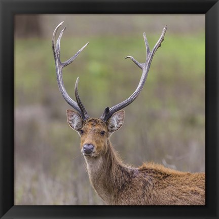 Framed Southern Wwamp Deer at Kanha Tiger reserve, India Print