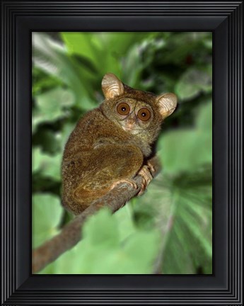 Framed Close-up of Tarsier on Limb, Bali, Indonesia Print
