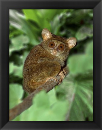 Framed Close-up of Tarsier on Limb, Bali, Indonesia Print