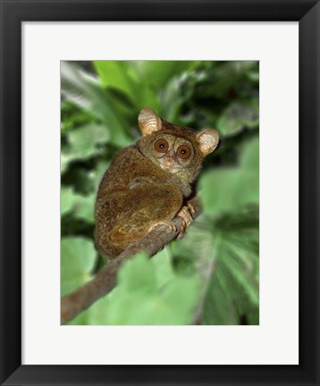 Framed Close-up of Tarsier on Limb, Bali, Indonesia Print