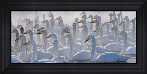 Framed Whooper Swans, Hokkaido, Japan Print