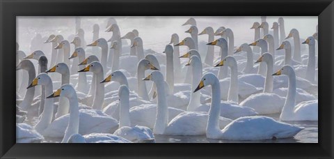 Framed Whooper Swans, Hokkaido, Japan Print