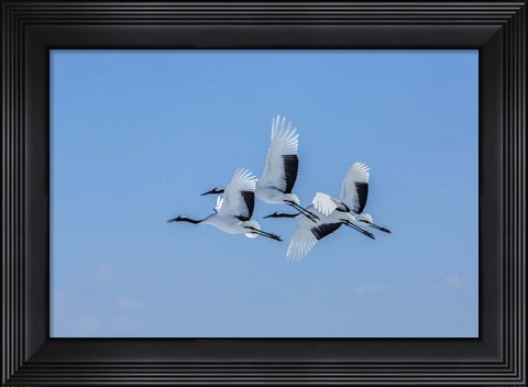 Framed Japanese Cranes Flying Print