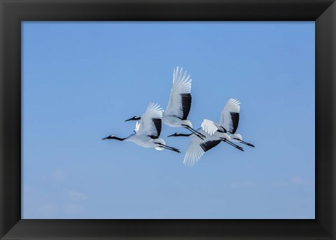 Framed Japanese Cranes Flying Print