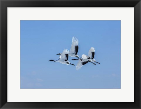 Framed Japanese Cranes Flying Print