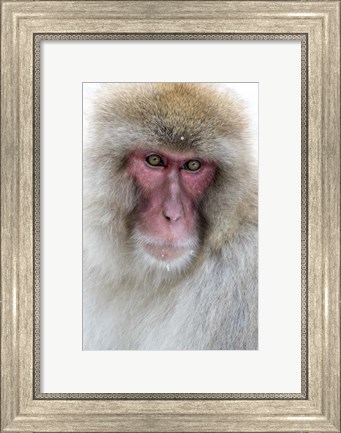 Framed Portrait of a Monkey, Japan Print
