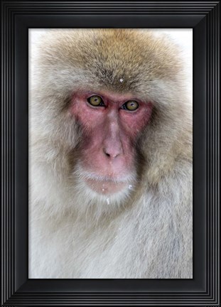 Framed Portrait of a Monkey, Japan Print