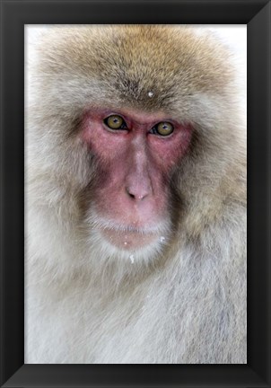 Framed Portrait of a Monkey, Japan Print